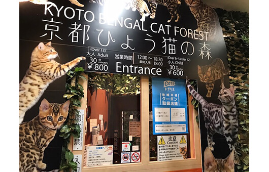 京都のひょう猫の森