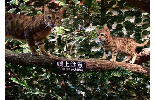 京都のひょう猫の森